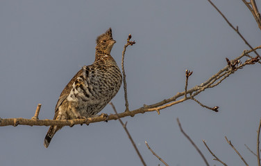 ruffed grouse in tree top eating seeds