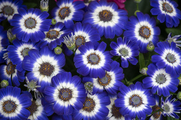 Blue Cineraria