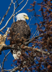 bald eagles perched on tree branch