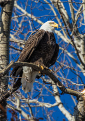 bald eagles perched on tree branch