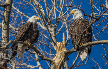 bald eagles perched on tree branch