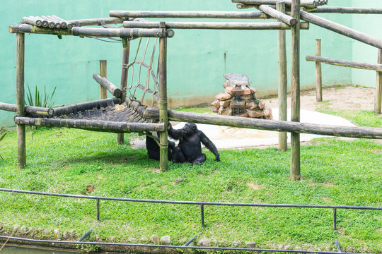 gorilla in the zoo