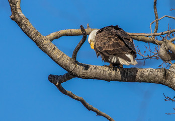 bald eagles perched on tree branch