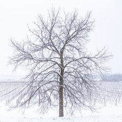 Fototapeta na wymiar Winter Winery