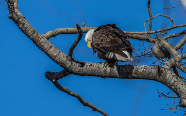 bald eagles perched on tree branch