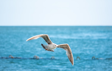 Fototapeta na wymiar Sea gull flies over blue water.
