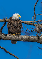 bald eagles perched on tree branch