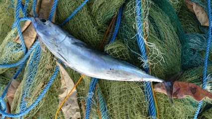 Fish against net and rope