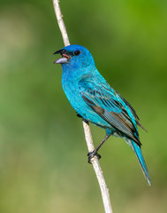 Singing Indigo Bunting on a perch