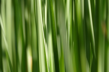 Plant leaves abstract intentional camera movement