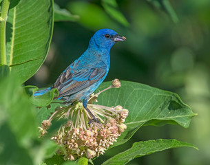 Indigo Bunting on a perch