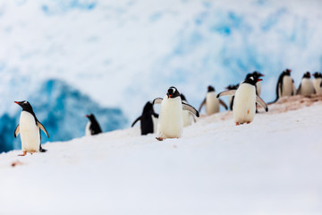 Group of gentoo penguins on the snow on the shore of Antarctica with ice and mountains in the background