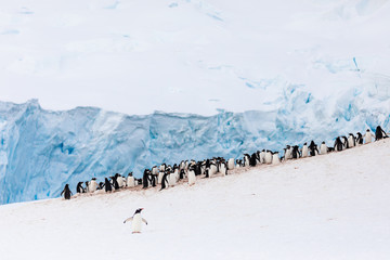 Group of gentoo penguins on the snow on the shore of Antarctica with ice and mountains in the background