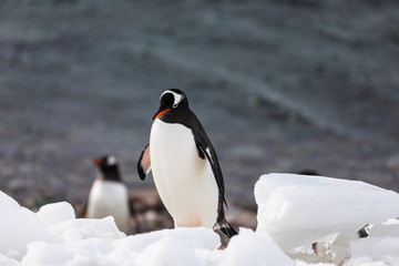 Group of gentoo penguins on the snow on the shore of Antarctica