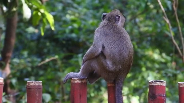 a tailed monkey (Macaca fascicularis) in its habitat near the forest