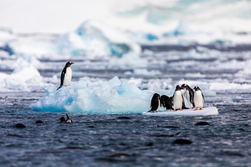 Group of penguins in Antarctica on an iceberg in the cold water jumping on and off the ice