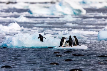 Foto op Aluminium Group of penguins in Antarctica on an iceberg in the cold water jumping on and off the ice © Gabi