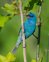 Singing Indigo Bunting on a perch