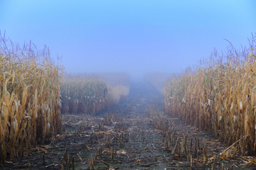 A harvested cornfield in morning fog, Stowe, Vermont, USA