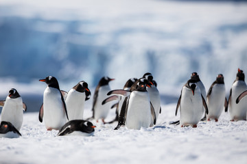 Obraz premium Group of gentoo penguins on the snow on the shore of Antarctica