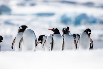 Group of gentoo penguins on the snow on the shore of Antarctica