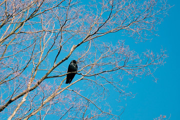 Black raven standing on the tree