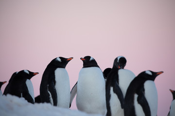 Group of gentoo penguins on the rocks in Antarctica at a colony rookery with pink sunset or sunrise sky in the background
