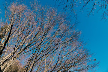 Dry tree under blue sky at sunny day