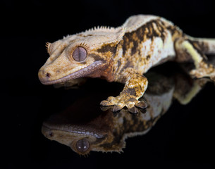 Lilly White Crested Gecko with reflection