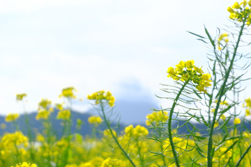 Fototapeta premium 右の菜の花に寄り添うくびれた菜の花