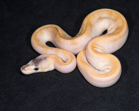 Champagne Pastel Banana Piebald Ball Python
