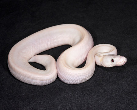 Leucistic Ball Python