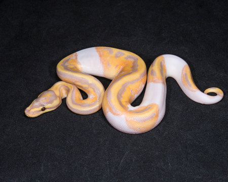 Banana Piebald Ball Python