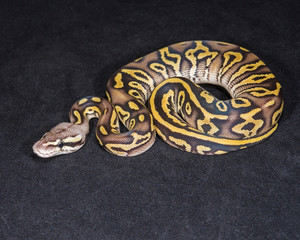 Mojave Pastel Ghost Ball Python