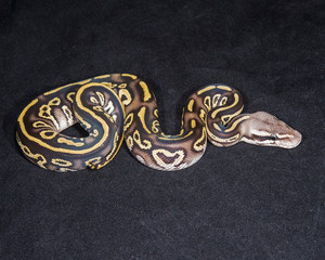 Mojave Pastel Ghost Ball Python