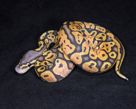 Pastel Ghost Ball Python