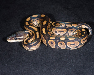 Cinnamon Ball Python