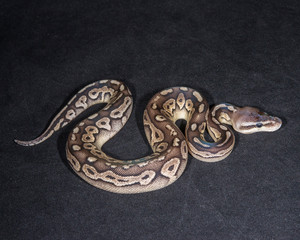 Pewter Ball Python