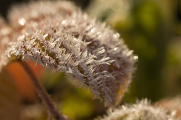 leaves in hoarfrost closeup