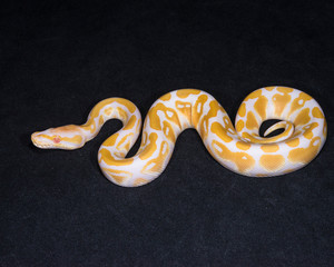 Albino Ball Python