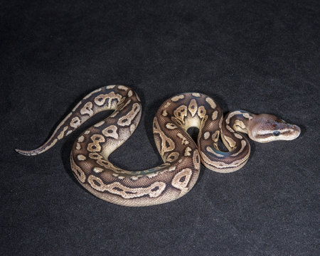 Pewter Ball Python