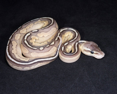 Lesser Pewter Ball Python