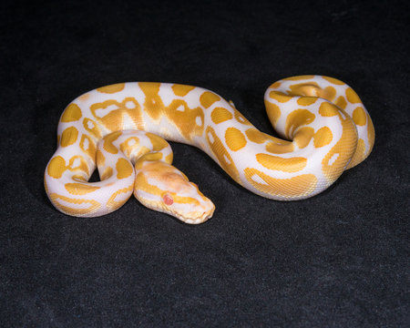 Albino Ball Python
