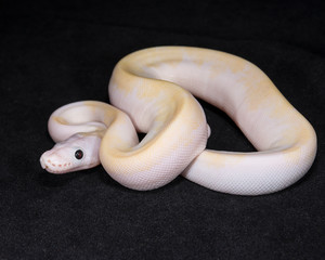Super Fire Ball Python