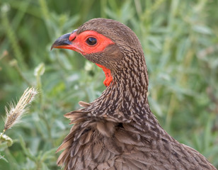 Portrait of a Swainson's spurfowl in the Kruger National Park in South Africa image in horizontal format