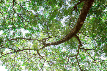 Large branches with sunlight in the big forest
