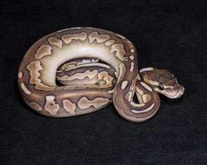 Pewter Ball Python
