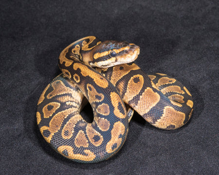 Ball Python