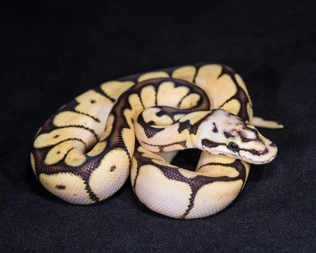 Killer Bee Ball Python