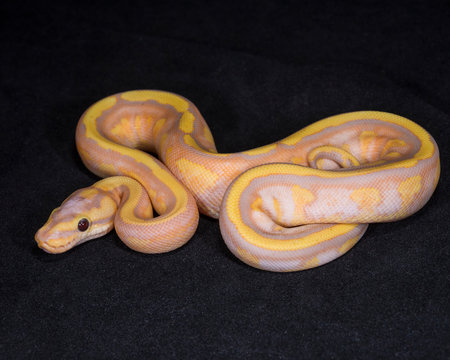 Banana Superstripe Ball Python